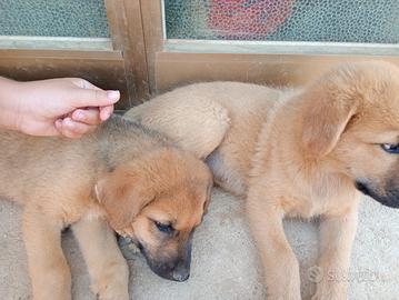 3 cuccioli
