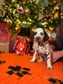 Cuccioli di Dalmata