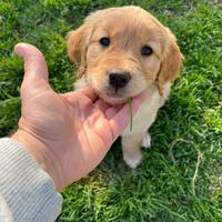 Golden Retriver 100% inglesi con pedigree
