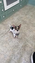 Animali