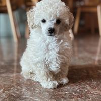 Cucciolo di Barboncino Toy con Pedigree