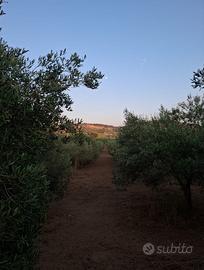Terreno agricolo 3 tumoli con 220 ulivi e