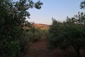 Terreno agricolo 3 tumoli con 220 ulivi e