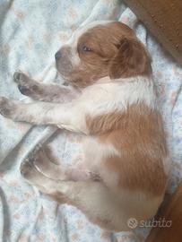 Epagneul Breton cuccioli