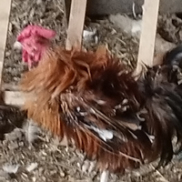 Gallinelle ricce pronte per la cova varie colori