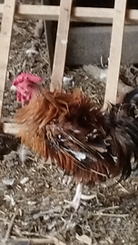 Gallinelle ricce pronte per la cova varie colori