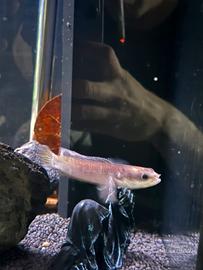 Channa pulkra (Gold )