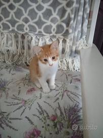 Gattina arancione