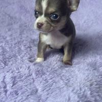 Incroci chihuahua mini