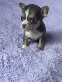 Incroci chihuahua mini