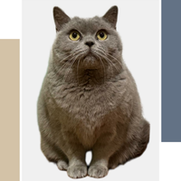 Jasmine British Shorthair