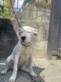Cucciolo dogo argentino