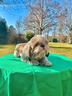 cucciolone-razza-shihtzu-rimborso-spese