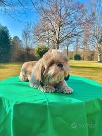 Cucciolone razza SHIHTZU- RIMBORSO SPESE