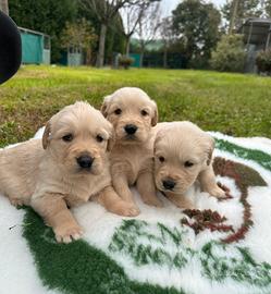 Cuccioli di golden retriever con pedigree