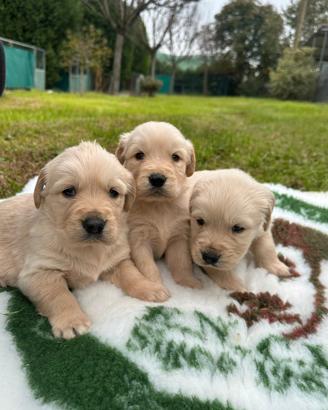 Cuccioli di golden retriever con pedigree