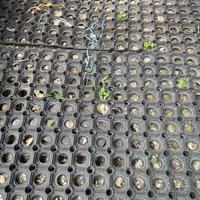 Tappeti gommati 100x50x1.0 cm