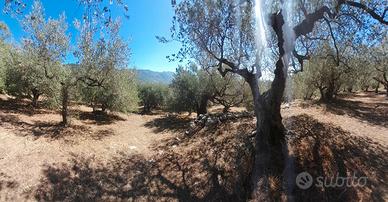 Terreno uliveto