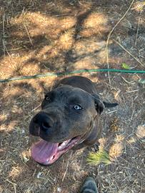 Cane corso