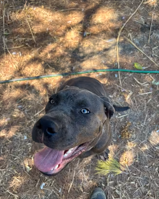 Cane corso