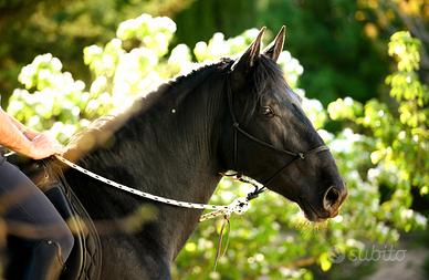 Cavallo Murgese domato