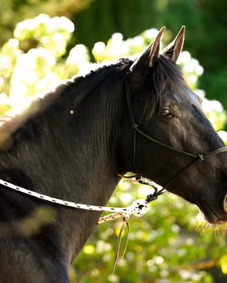 Cavallo Murgese domato