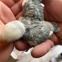 Inseparabili pappagalli pulli 3460315916