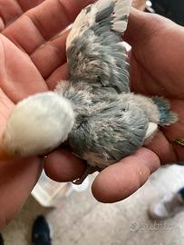 Inseparabili pappagalli pulli 3460315916