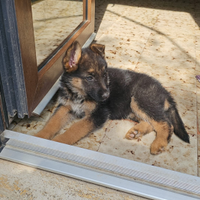 Pastore tedesco vendita