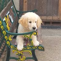 Golden retriever cucciolo