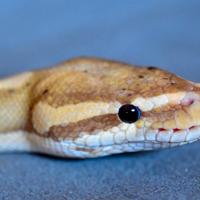 Pitone Reale maschio adulto Mystic Banana