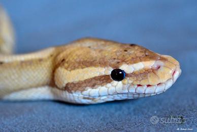 Pitone Reale maschio adulto Mystic Banana