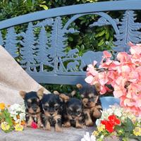 Cuccioli di Yorkshire