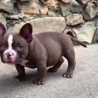 American Bully exotic micro