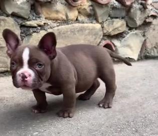 American Bully exotic micro