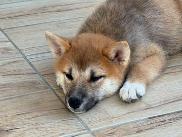 Shiba Inu