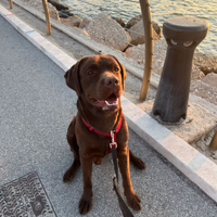 Labrador chocolate per monta