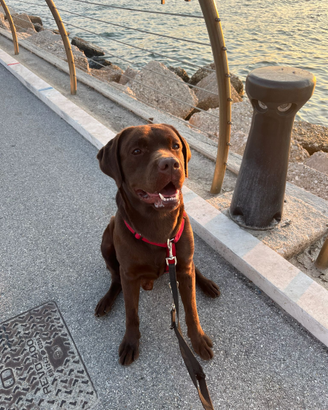 Labrador chocolate per monta