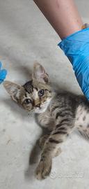 gattino maschio 
