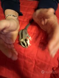 Petauro dello zucchero