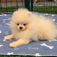 Cuccioli di Pomerania con pedigree