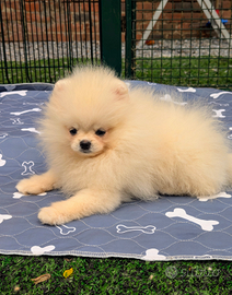 Cuccioli di Pomerania con pedigree