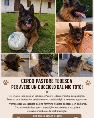 Cane da monta
