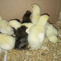 Pulcini di brahma e moroseta