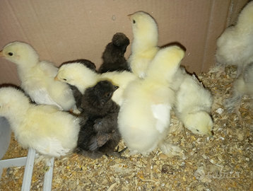 Pulcini di brahma e moroseta