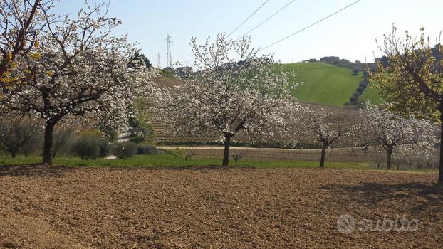 Terreno agricolo Monteprandone