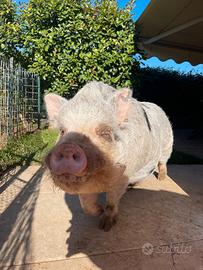 Willy maialino di 3 anni