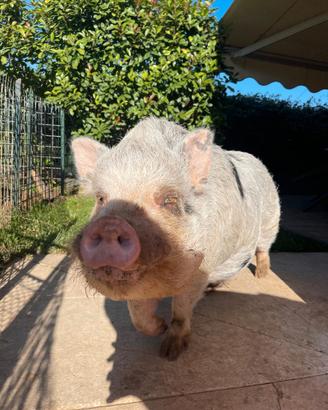Willy maialino di 3 anni