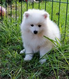 Cuccioli di volpino italiano bianco
