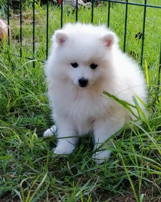 Cuccioli di volpino italiano bianco